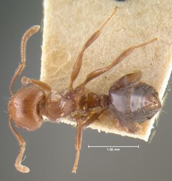 Media type: image; Entomology 22891   Aspect: habitus dorsal view